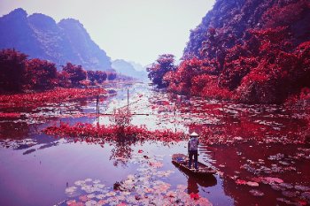 A stylized landscape photograph with red and purple hues depicting a person standing on a small boat in a lotus-filled river with karst mountains in the background.