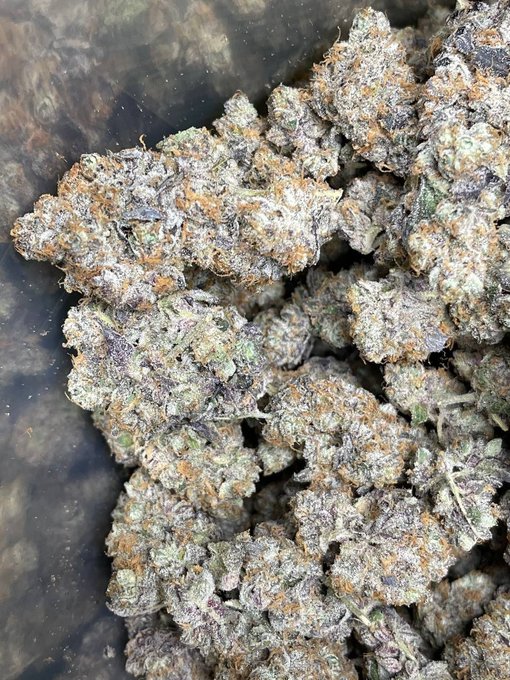 A close-up view shows a dense cluster of frosty green and orange cannabis buds.