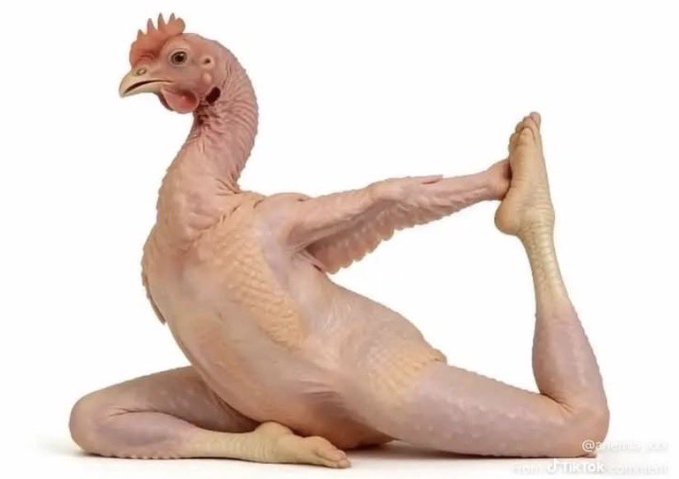A featherless chicken sits on a white background, contorted into a human-like yoga pose with one leg lifted and held by its wing.