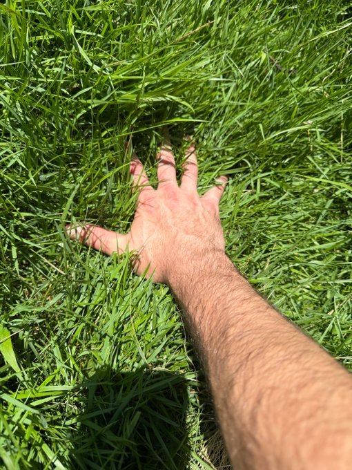 A hairy arm and hand reach out, lying flat against lush green grass in bright sunlight.
