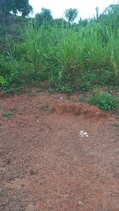 A dirt road runs through a rural area with lush green vegetation, tall grasses, and reddish soil.