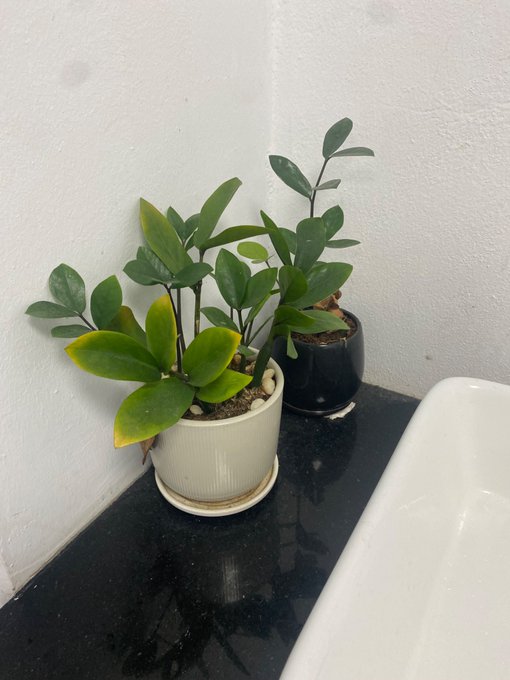 Two potted houseplants with green leaves sit on a black granite countertop next to a white sink, with the larger plant in a white ribbed pot.