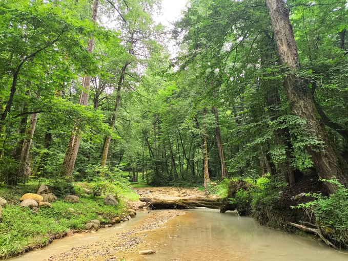 Photograph of a muddy stream flowing through a lush green forest with a fallen log across the water.