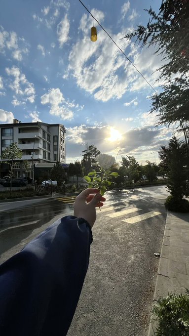 A first-person photo of a hand holding a white rose up against a sunset sky, with a wet street, trees, and a building visible in the background.