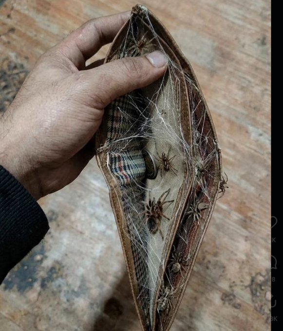 A close-up photo of a hand holding open an old shoe or slipper revealing numerous spiders and thick cobwebs inside.