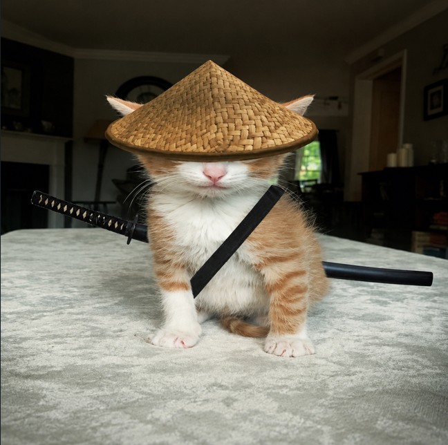 An orange and white kitten wears a conical straw hat and has a katana strapped across its back, sitting on a bed.