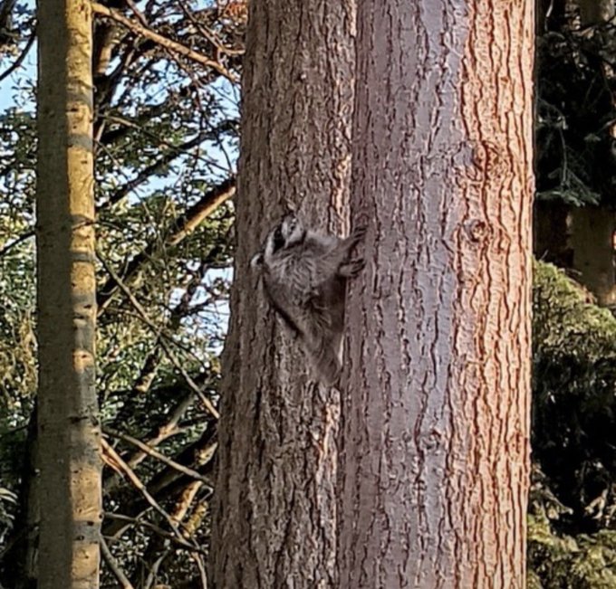 A raccoon clinging headfirst to the side of a large pine tree trunk in a forest setting.