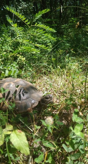 A small tortoise with a brown shell partially hidden among green grass, leaves, and ferns in a sunny outdoor setting.