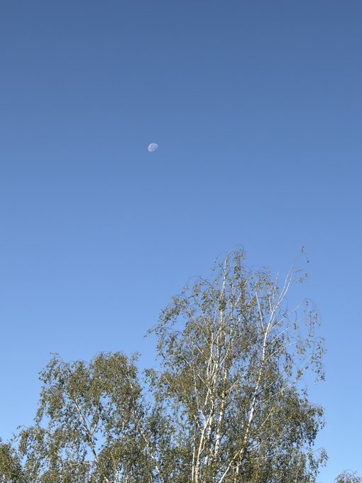 A pale daytime moon hangs in a clear blue sky above the leafy canopy of a tree, illustrating how Earth's natural satellite (Luna) can indeed be visible during daylight hours alongside the sun (Sol).