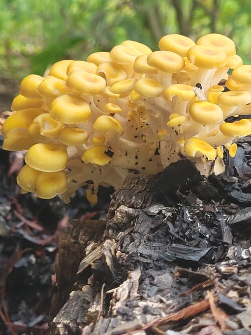 A cluster of bright yellow mushrooms with rounded caps growing on dark, decaying wood in a forest setting.