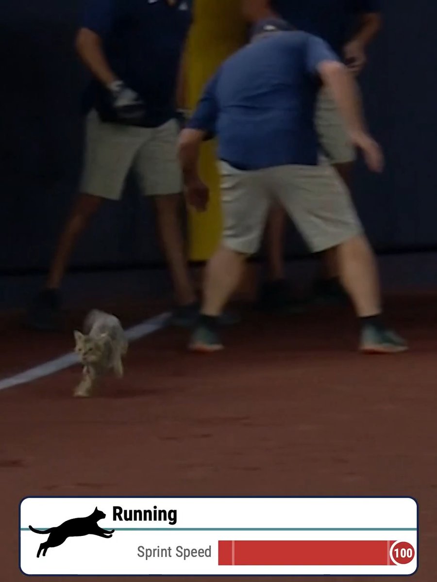 A cat sprints across an indoor court while people stand nearby, with a graphic overlay showing "Running" and "Sprint Speed" at 100.