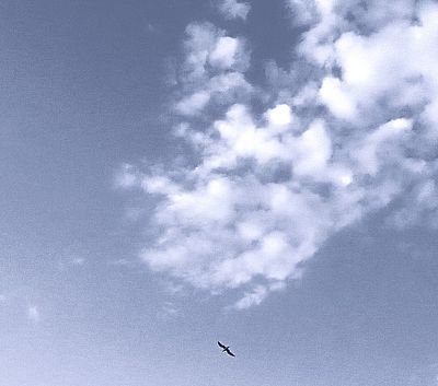 A small bird flies across a blue sky dotted with scattered white clouds.