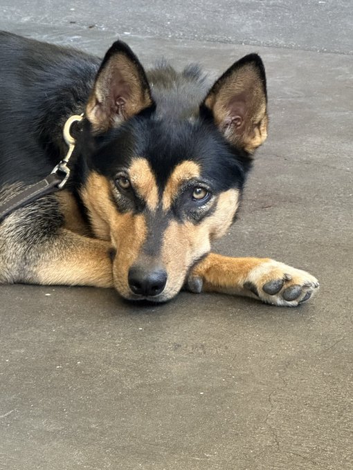 A black and tan dog, possibly a German Shepherd mix, lies on a concrete surface looking up at the camera.