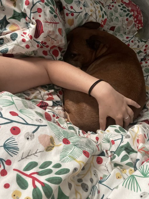 A person's arm, wearing a black bracelet and a ring, rests on a small brown dog curled up in bed on floral-patterned sheets.
