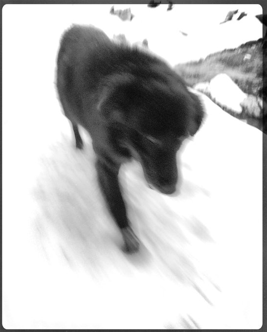 A blurry black and white photo of a dark dog walking forward, possibly in snow.