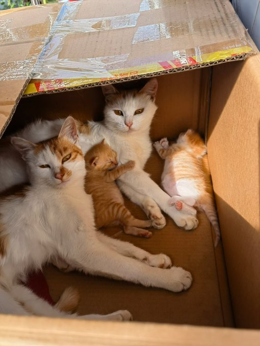 Two orange-and-white adult cats and two kittens cuddle together inside a cardboard box sealed with clear tape.