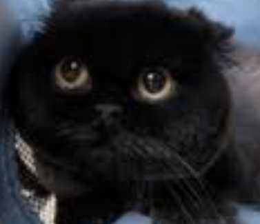 A close-up photo of a black kitten with wide eyes and a slightly grumpy or surprised expression.