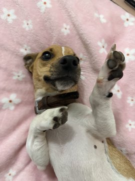 A small brown and white dog lies on its back on a pink floral blanket, looking up at the camera with its paws in the air.