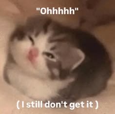 A confused-looking kitten with text "Ohhhhh" at the top and "( I still don't get it )" at the bottom, perfectly capturing the same confused, bored, and waiting-for-something-happening sentiment expressed in the post about the dry market and longing for a new trend.