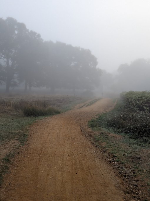 A misty, fog-covered dirt road curves through a wooded area with trees fading into the dense fog.