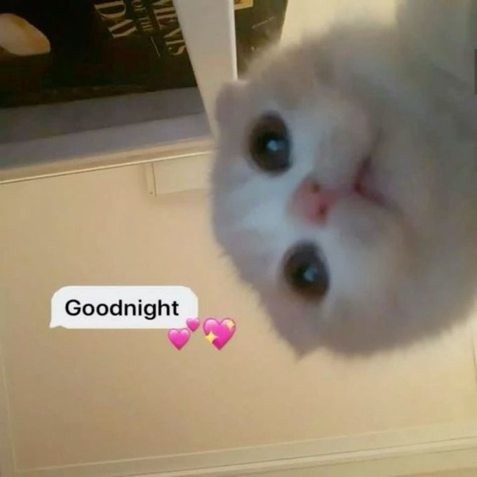The image features a cute cat looking up at the camera, with the caption "Good night ct so i'm back tomorrow @useTria is getting even better with the @Aptos integration. Now trading swapping earning yield and spending with the visa card will be faster and easier." The cat's position in front of the text emphasizes its importance as a central figure in this image, while also drawing attention to the message being conveyed by the caption.