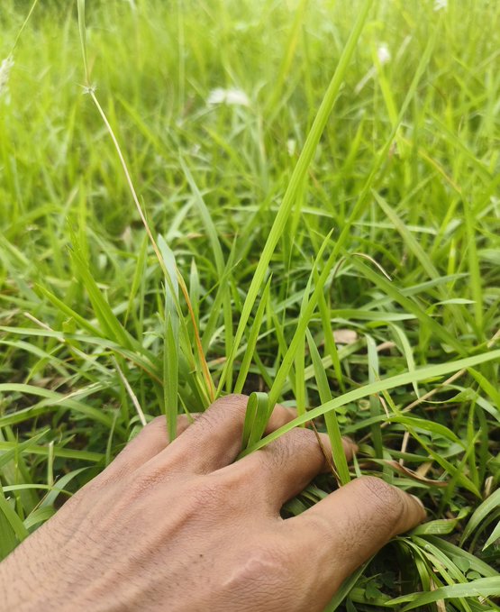 The image shows a close-up of someone's hand holding green grass, with their fingers spread out as if they are touching or reaching for something. The background appears to be a field of tall grass, providing a natural setting for this scene. The caption "Happy Tuesday everyone. Let' s touch some grass. But also don't forget to predict on @Polymarket" is related to the image and adds context to the overall theme.