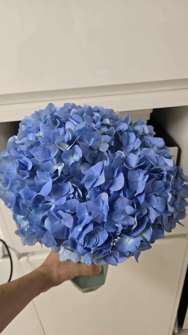 A hand holds a large bouquet of blue hydrangeas in a small vase. The post describes receiving the hydrangea through Yap from KaitoAI and gifting it to a girlfriend.