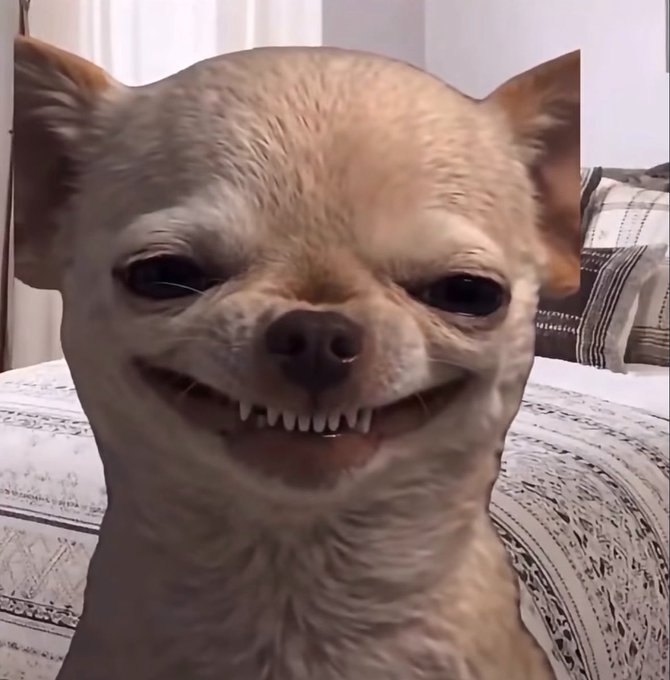 A close-up of a chihuahua smiling, showing its teeth, with a slightly edited appearance.