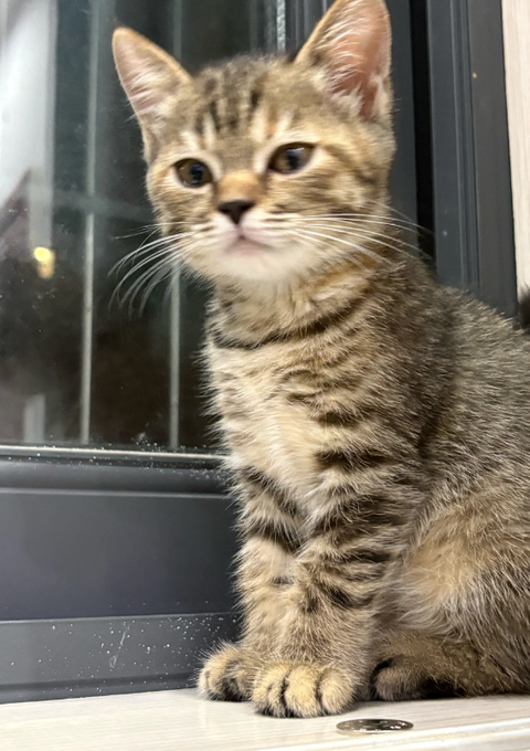 A tabby kitten with striped fur sits attentively on a windowsill, gazing forward with large eyes.