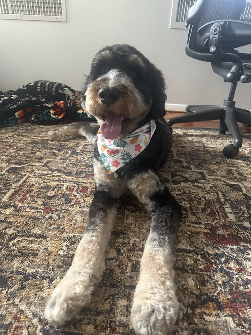 A happy black and white dog with a colorful bandana lies on a patterned rug in front of an office chair, tongue out and smiling.