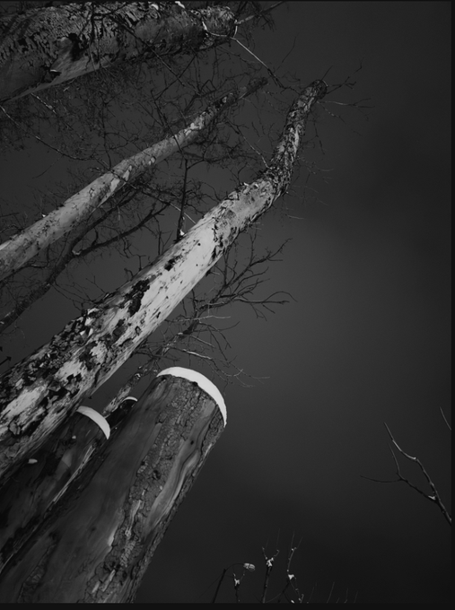 A weathered birch trunk angles sharply across the frame, its pale, peeling bark and fractured snag glowing faintly against an inky, nearly featureless night sky—embodying the post's vision of darkness holding nearly everything, with only the slenderest traces of white birch emerging as light.