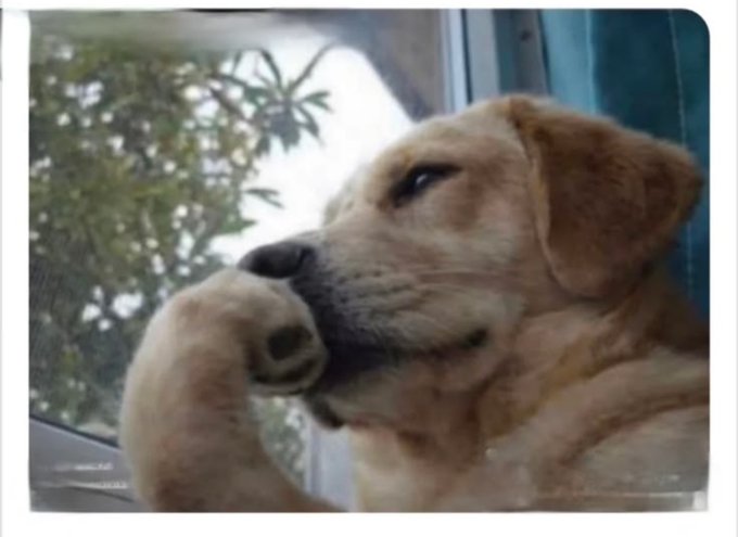 A close-up photo of a golden retriever puppy resting its paw near its face, looking out a car window with greenery visible in the background.