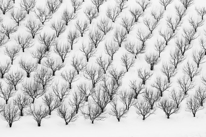 An aerial black-and-white photograph showing rows of leafless trees arranged in a precise grid pattern on snow-covered ground.