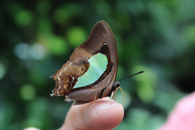 A brown butterfly with striking turquoise wing patches perched delicately on a person's fingertip against a blurred green background.