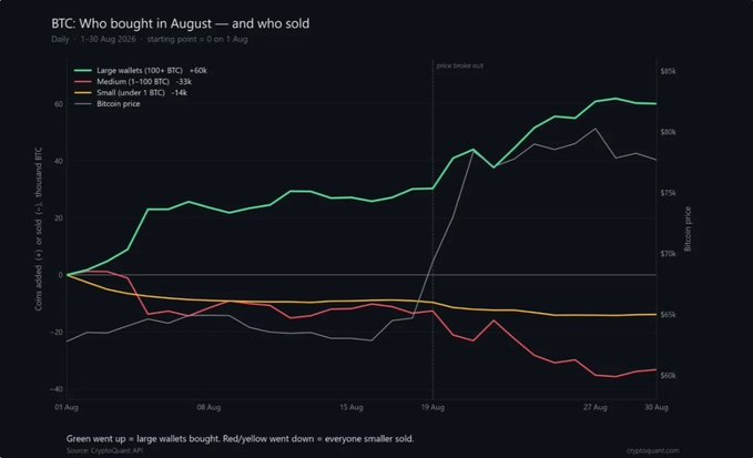 A CryptoQuant chart titled "BTC: Who bought in August — and who sold" tracks daily Bitcoin flows from August 1-30, showing large wallets (+60k BTC, green line) accumulating while medium (-33k BTC, red) and small (-14k BTC, yellow) holders sold, with a notable price breakout around August 19 corresponding with accelerated whale buying—illustrating the divide between institutional accumulation and retail distribution.