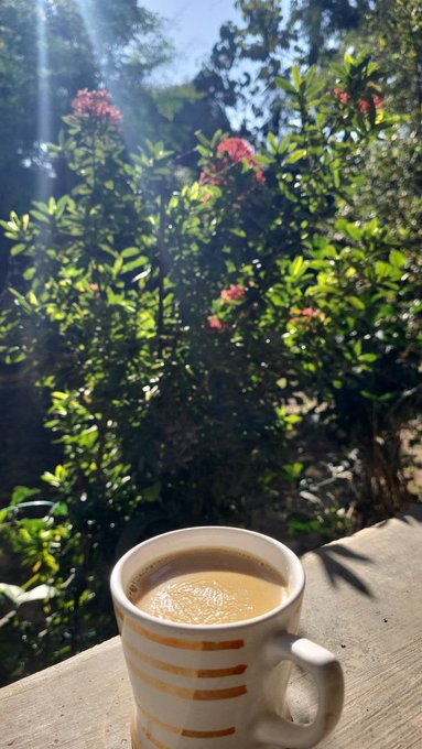 A white striped ceramic mug of coffee resting on a wooden surface with lush green foliage and pink flowers in the sunlit background.
