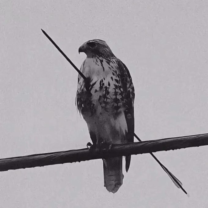 Black and white photograph of a hawk perched on a horizontal wire against a plain light background.