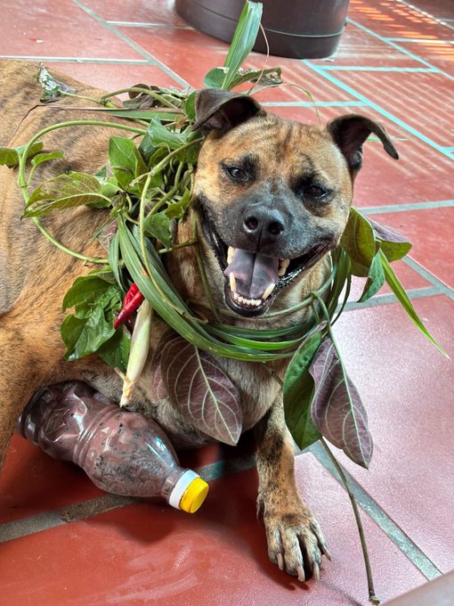 A brindle dog lies on a tiled floor adorned with green leafy vines around its neck, with a chewed plastic bottle nearby.