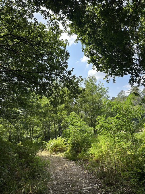 A sun-dappled forest path winds through lush greenery under a bright blue sky, evoking the peaceful, carefree spirit of a happy Friday. The scene invites a refreshing weekend escape into nature.