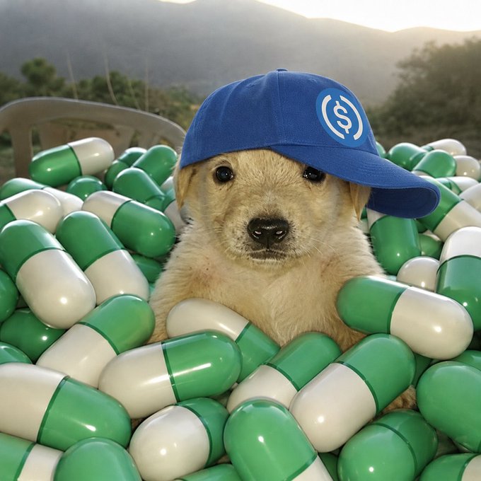 A puppy wearing a blue baseball cap with a USDC logo sitting in a pile of giant green and white pharmaceutical capsules.
