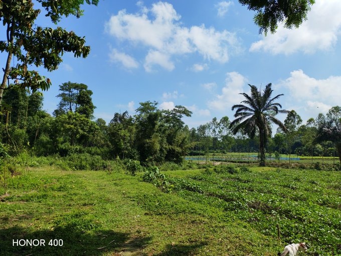 A scenic landscape photograph taken with an Honor 400 shows a lush green field with trees and a prominent palm tree under a blue, cloudy sky.