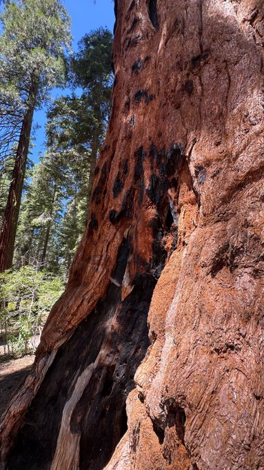 A massive redwood tree trunk with a dark, burnt-looking scar down its center, with a pine forest and blue sky visible in the background.