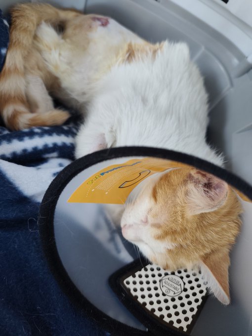Two orange and white kittens rest inside a gray plastic carrier lined with a blue and white patterned blanket, with one kitten sleeping on top of a yellow tag and the other resting near a 'KEEP CALM AND CALL MOM' label.