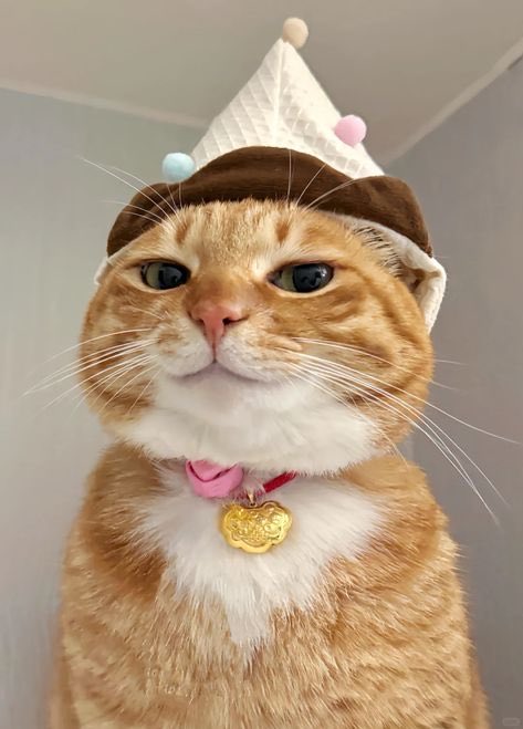 The image features a cat wearing a hat with a small gold pendant around its neck. The cat appears to be sitting or standing against a white background, possibly a wall or a window frame. The text "GM It's Sunday. Recharge, reset and keep building." is visible in the image as well.