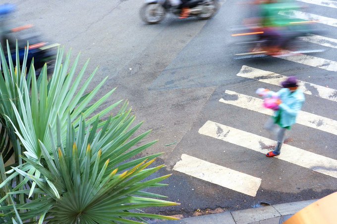 An overhead street scene showing motion-blurred vehicles and pedestrians crossing a zebra crosswalk, with a large green palm-like plant in the foreground.