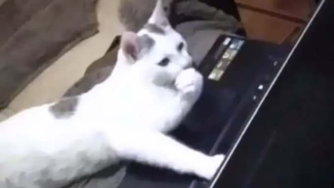 A white cat with gray markings lounges on its side, appearing to hold or play with a smartphone with one paw. The post requests a Twitter account that aggregates crypto news across categories like investment announcements, foundation updates, token unlocks, airdrops, and new DEXs—humorously illustrated by a cat seemingly engaged with a phone, as if "scrolling" through such updates.
