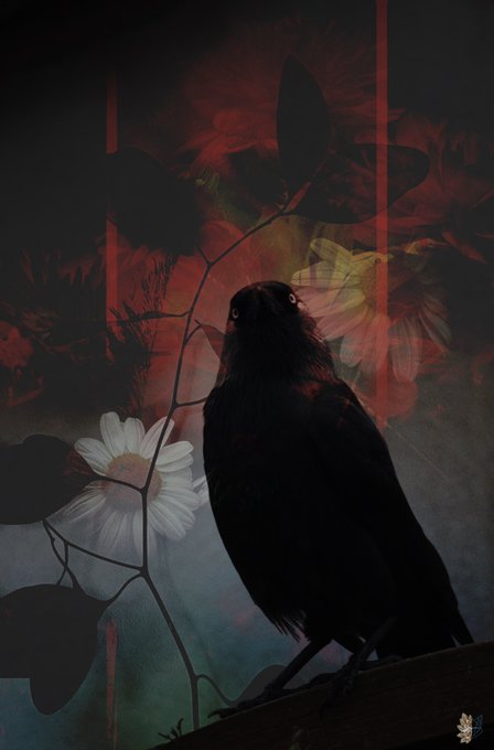 The image features a black bird perched on top of a wooden fence, with its head turned towards the camera. The background consists of red flowers and leaves, creating an artistic and visually appealing composition. The photo appears to be taken from a high angle or perspective, emphasizing the bird's position atop the fence. The overall color palette is predominantly dark, with the black bird contrasting against the lighter elements in the background.
