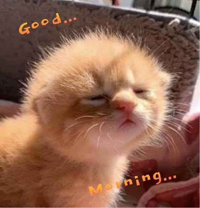 A close-up of an orange and white kitten being held, appearing sleepy with the text 'Good... Morning...' overlaid in orange lettering.