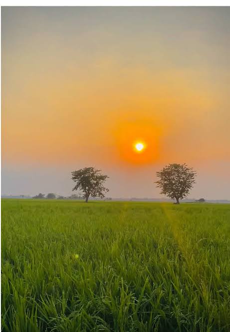 A serene sunset over a lush green rice field with two solitary trees silhouetted against an orange sky.