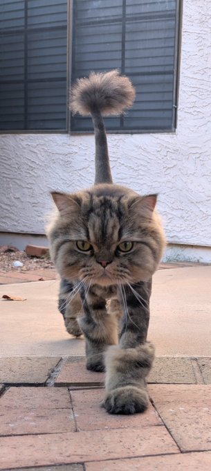 A fluffy gray tabby cat walks confidently toward the camera on a brick patio, its tail held high with a distinctive fluffy tuft.